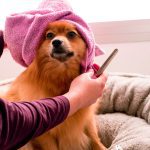 Insurance for a dog grooming business